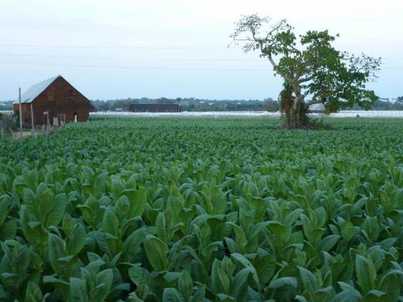 574-plantacao-de-tabaco-em-pinar-del-rio,-no-oeste-de-cuba-p1020749