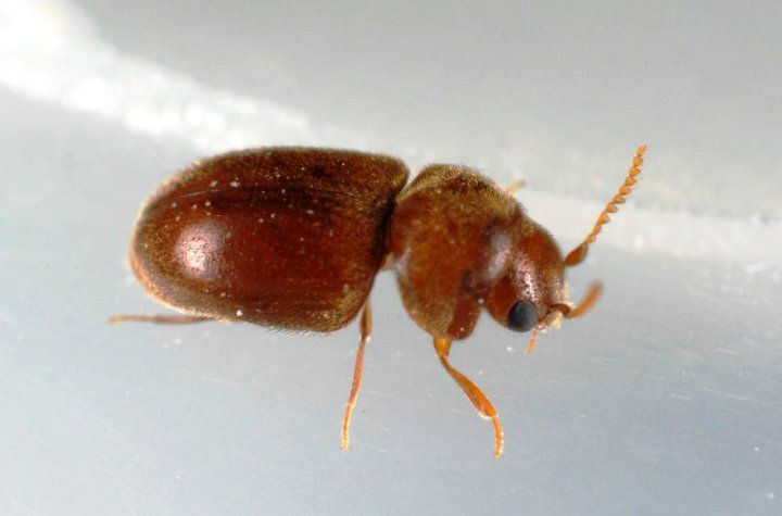 Lasioderma_serricorne51