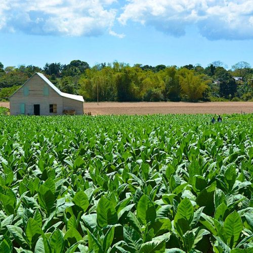 Cuba enfrenta a menor safra de tabaco da história