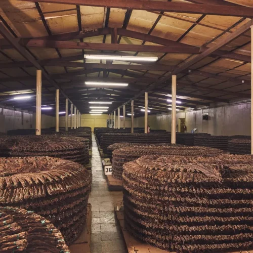 Fermentação dos tabacos: A arte de aprimorar o sabor dos charutos