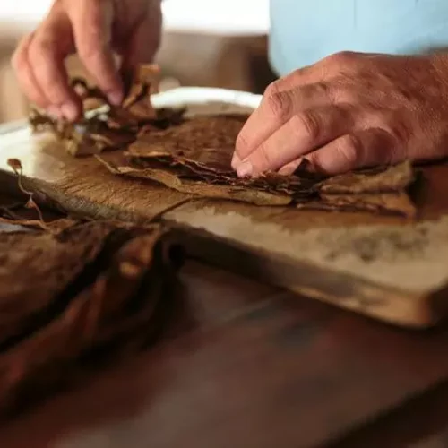 A importância das diferentes folhas na fabricação do charuto